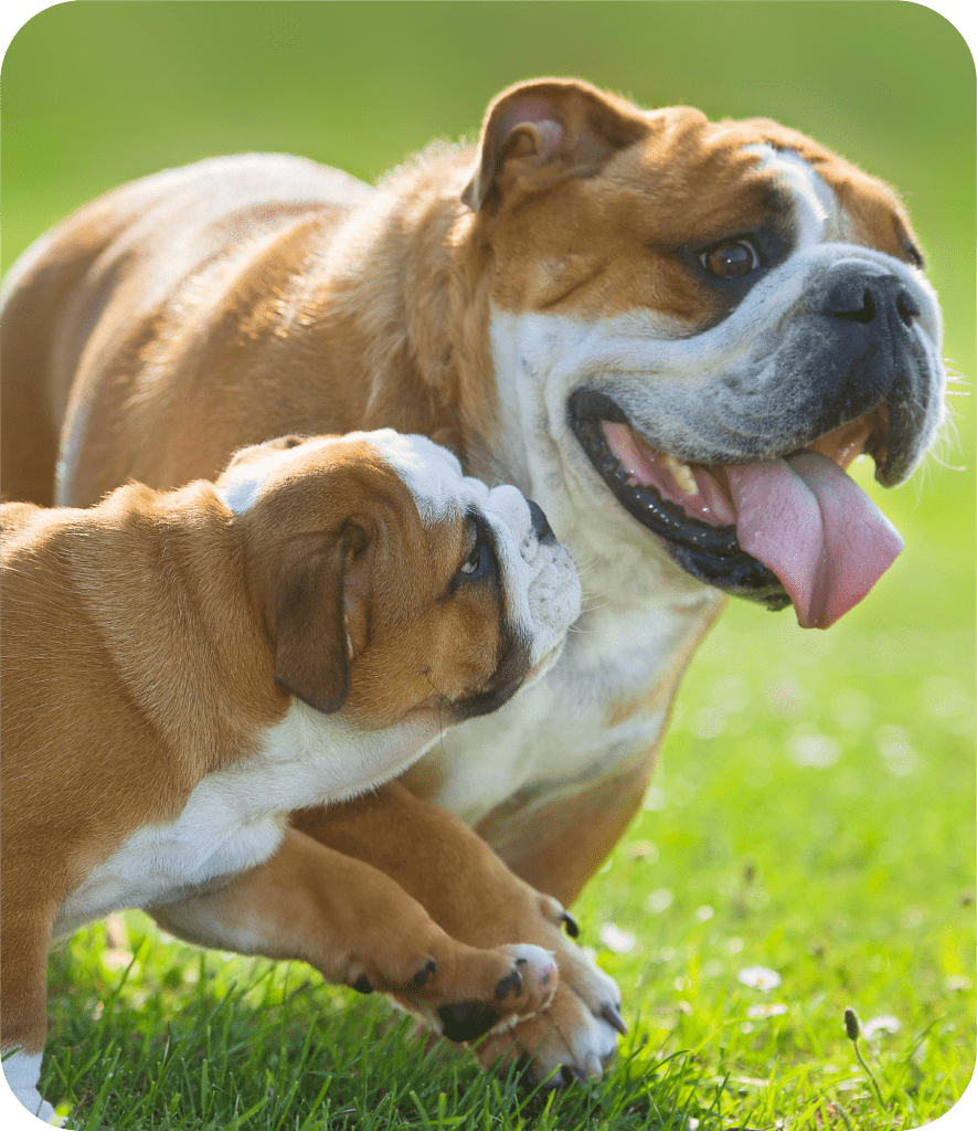 image fm perros
