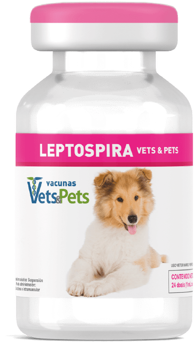vacuna leptospira