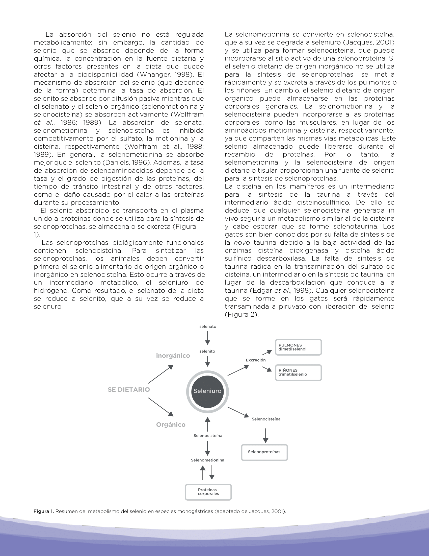 metabolismo