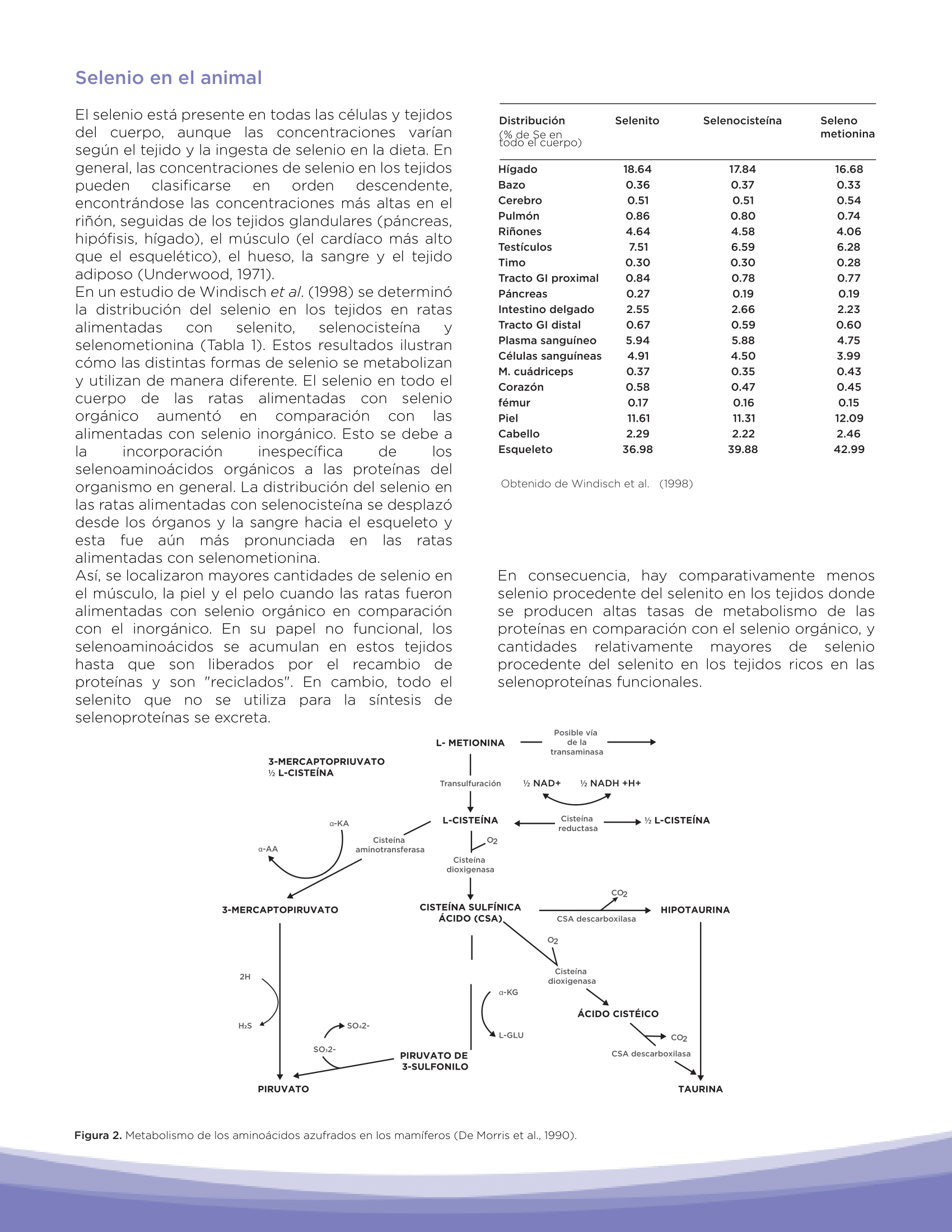 metabolismo