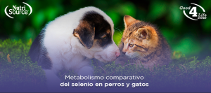 metabolismo