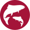ll7