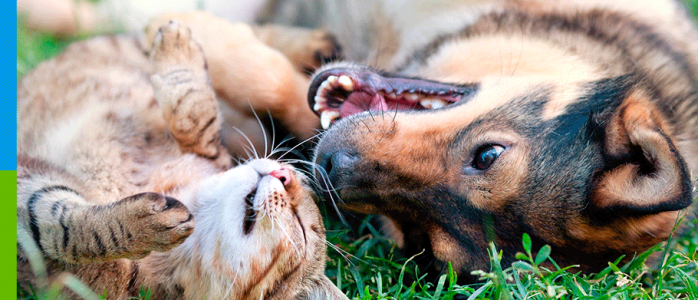 pet-spa-perro